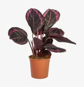 Calathea Roseopicta