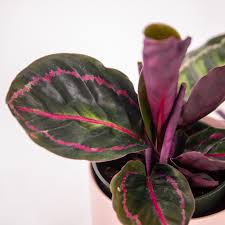 Calathea Roseopicta