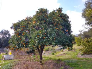 How to trim an orange tree?