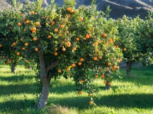 How to trim an orange tree?