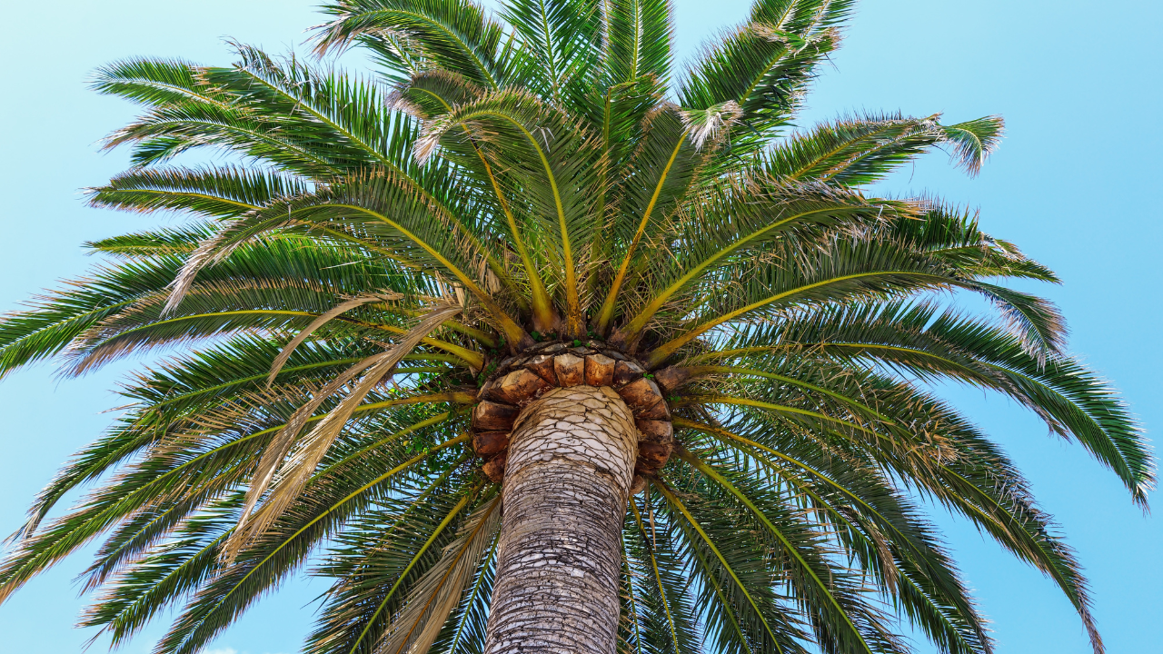 Are palm trees native to california?