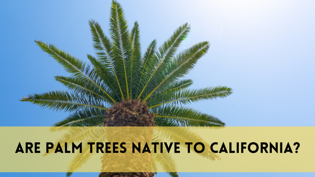 Are palm trees native to california?