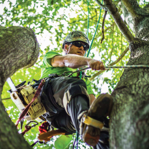 Tree Services in Canadian Texas