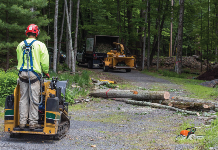 DIY Tree Removal