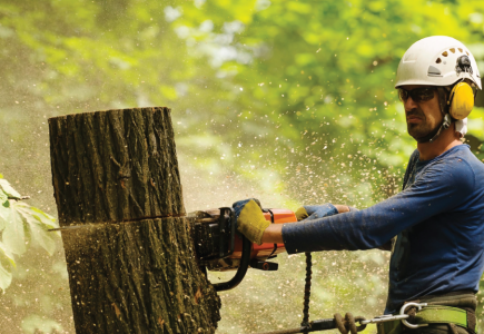 Professional Stump Grinding Service