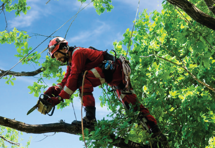 Tree Pruning and Trimming Service